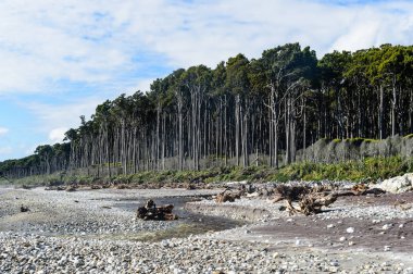 Bruce bay Güney Yeni Zelanda