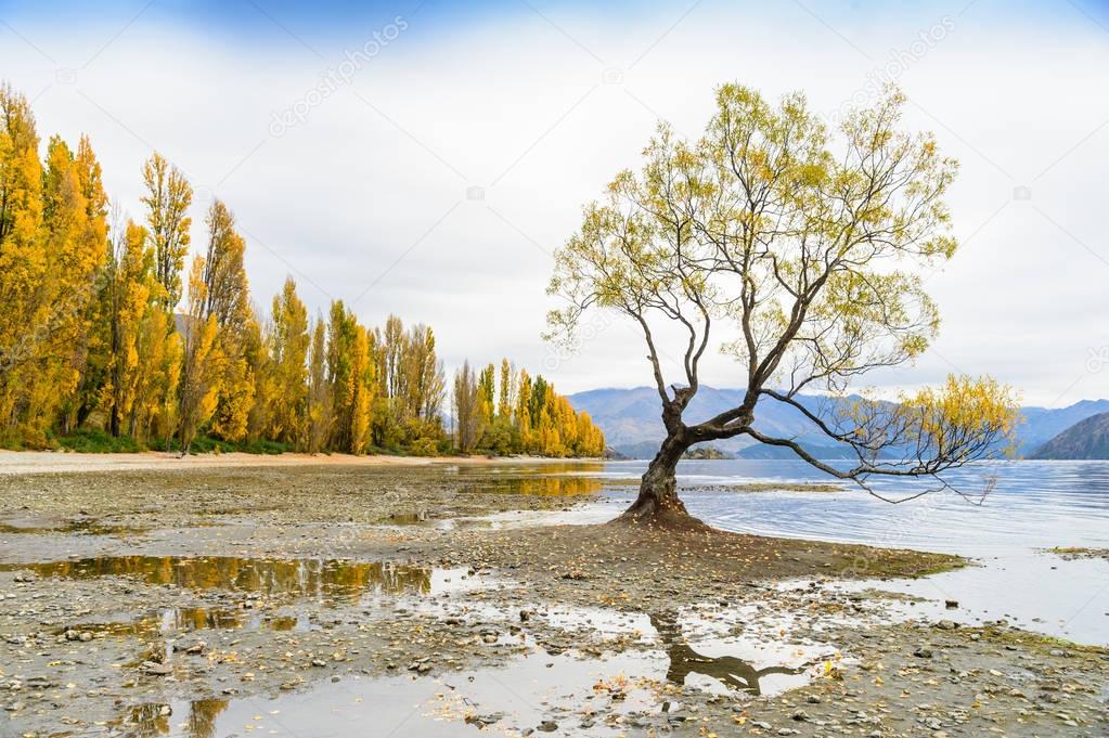 Lone tree in Wanaka, New Zealand