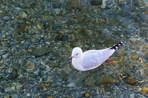 Птах в озері — стокове фото