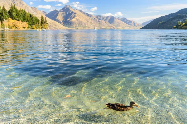 Duck swimming in the lake — Stock Photo, Image