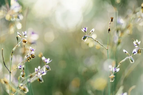 Field of Purple flowers in shallow focus