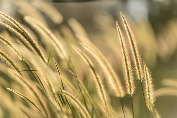 Field of grass in soft focus — Stock Photo, Image