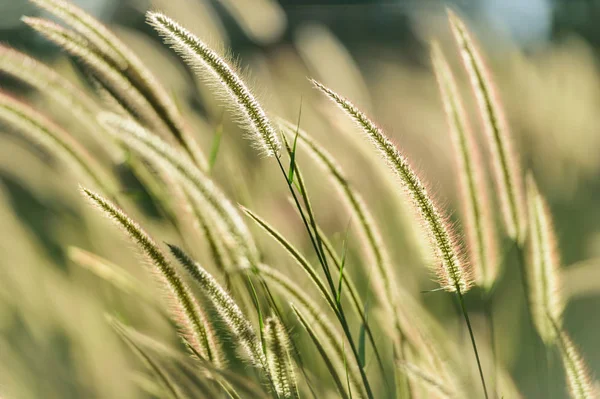 Field of grass in soft focus — Stock Photo, Image