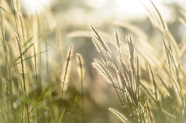 Alan çim yumuşak odak