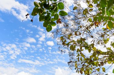 Ağaç dalı ve mavi gökyüzü