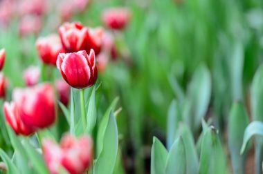 Bahçede çiçek Lale