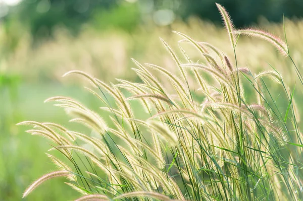 Field of grass in soft focus — Stock Photo, Image