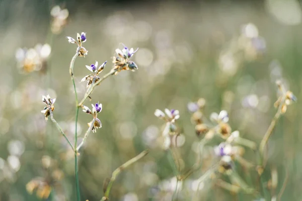 Fältet av lila blommor i grunt fokus — Stockfoto