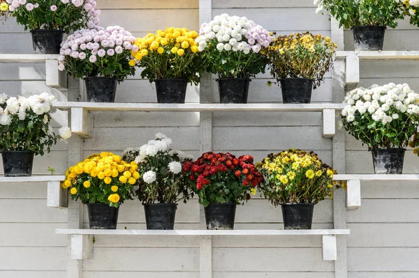 Kolorowe kwiaty w doniczkach — Zdjęcie stockowe