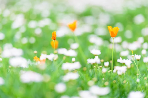 Gul blomma i grunt fokus — Stockfoto