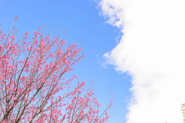 Blüte Sakura Blume im Frühling — Stockfoto