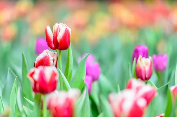 Blossom tulpaner i trädgården — Stockfoto