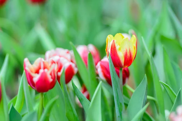 Цветущие тюльпаны в саду — стоковое фото