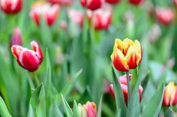 Blossom tulips in the garden — Stock Photo, Image