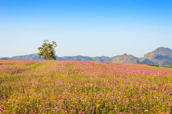 Färgglada Kosmos Blomma Fältet — Stockfoto