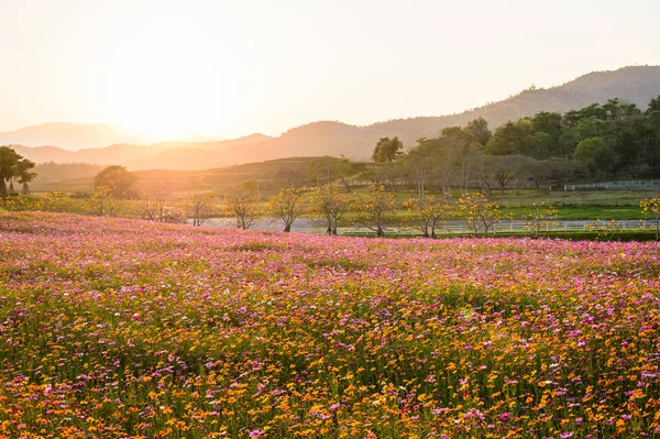 Färgglada Kosmos Blomma Fältet — Stockfoto