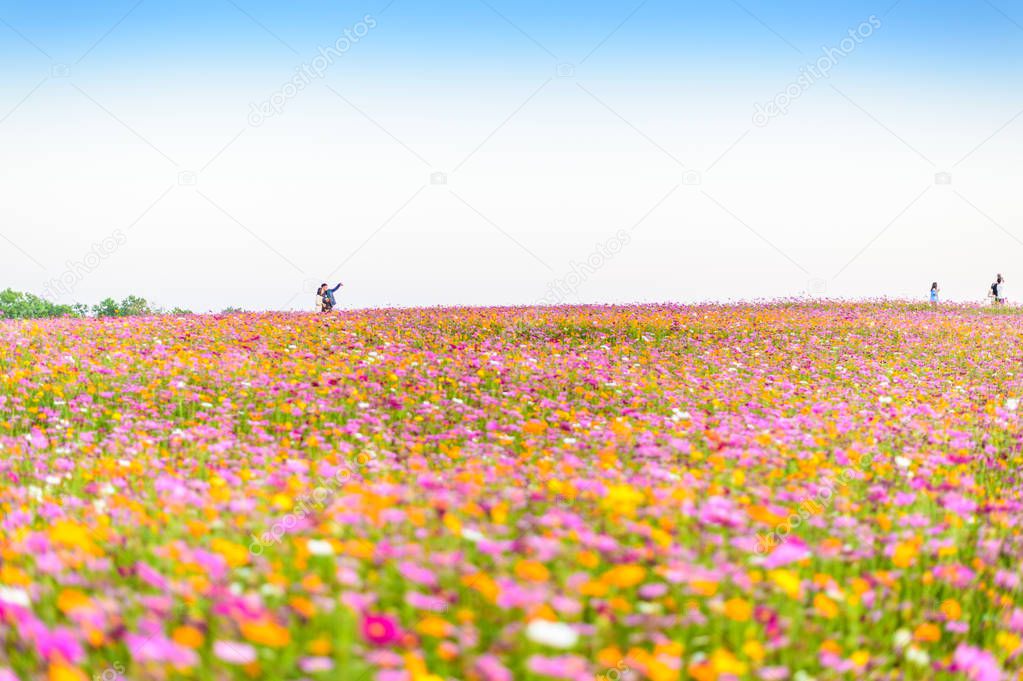 colorful Cosmos flower field