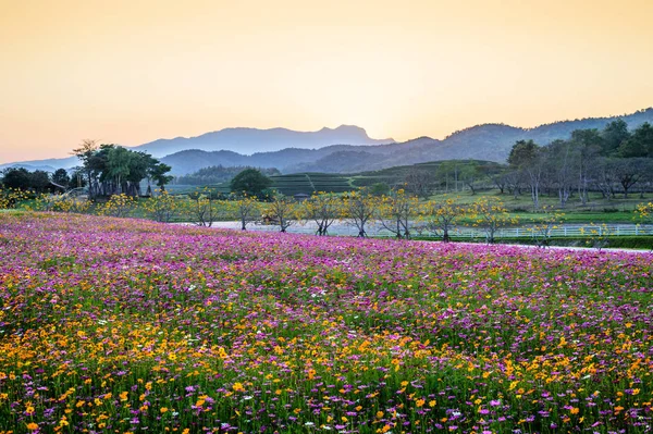 Blossom campo de flores cosmos — Fotografia de Stock