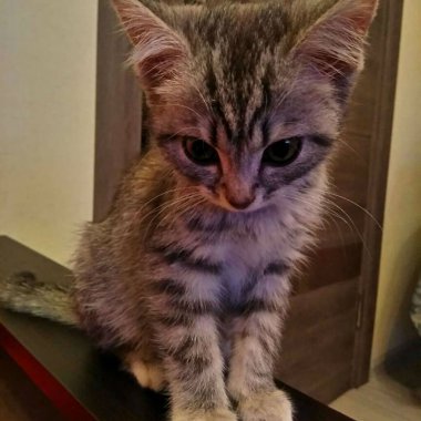 Küçük çizgili kedi yavrusu açık kapılı bir odada bir masada oturuyor..