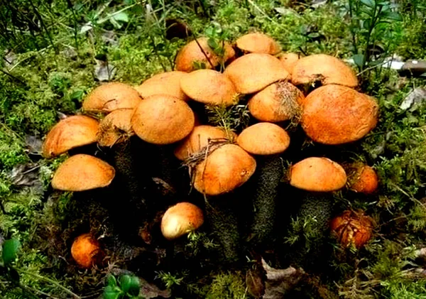 Champignons Rouges Vifs Poussent Dans Forêt Automne Dans Prairie — Photo