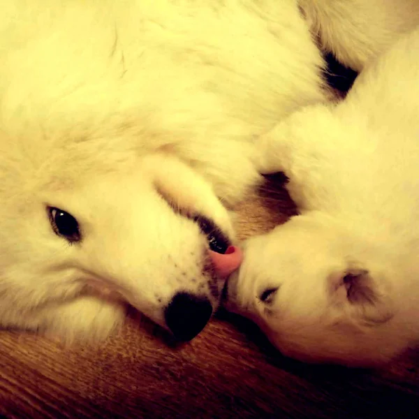 Mom Samoyed Dog Licks Her Baby — Stock Photo, Image