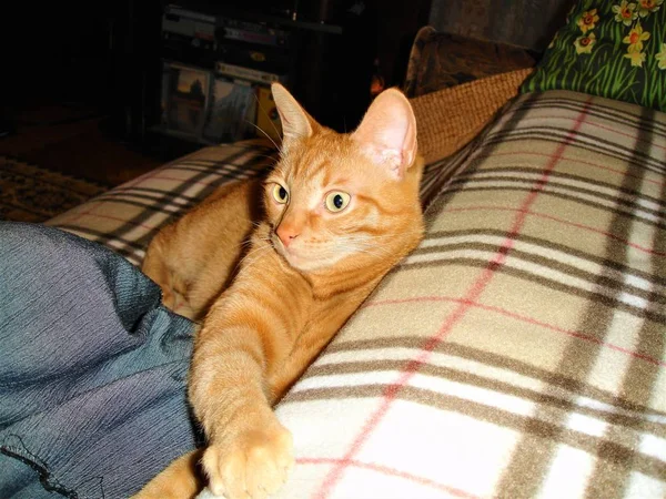 Červená Kočka Odpočívající Posteli Kostkované Přikrývce — Stock fotografie