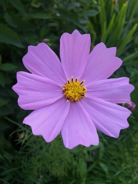 Una Flor Rosa Jardín Verano Hierba — Foto de Stock