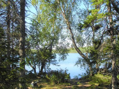 Bir yaz gününde göldeki ağaçlar