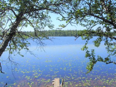 Bir yaz gününde göldeki ağaçlar