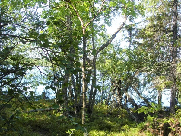 Bomen Het Meer Een Zomerdag — Stockfoto