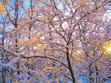Ağaçların dalları karların altında gün batımının arka planında gökte