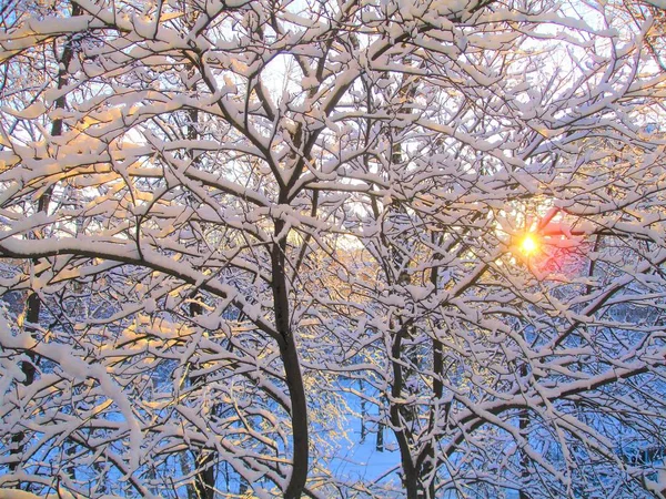 Äste Schnee Vor Dem Hintergrund Des Sonnenuntergangs Himmel — Stockfoto