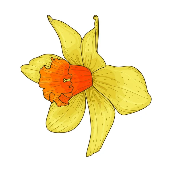 Beautiful blooming daffodil flower. Yellow petals with an orange core. Blossom bud. Spring mood. Color vector illustration in doodle style. Isolated on a white background