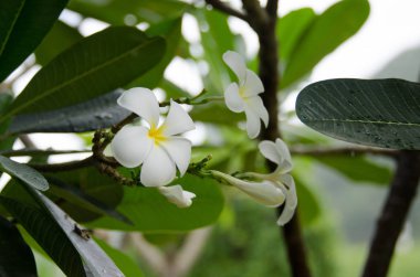 ağaç üzerinde beyaz plumeria