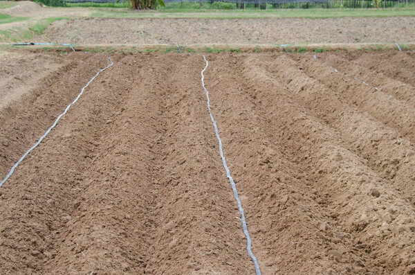 Дизайн овощного сада
