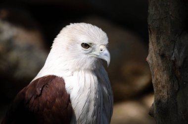 Hayvanat bahçesinde Brahminy Uçurtması, Tayland