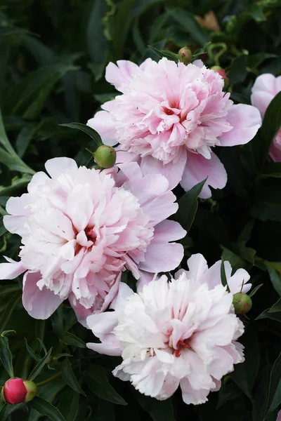 Peônias Rosa Florescem Lindamente Jardim — Fotografia de Stock