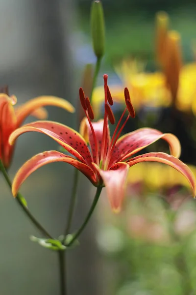 Beautiful Lilies Bloomed Garden — Stock Photo, Image