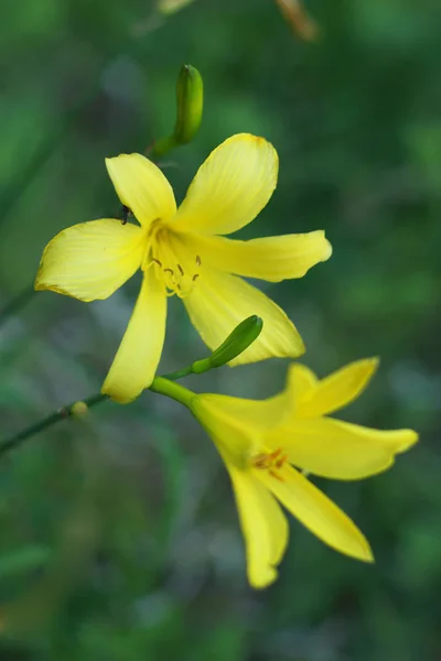 Beaux Lis Fleuris Dans Jardin — Photo