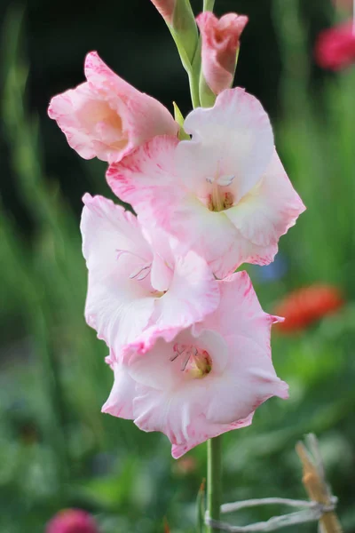 Pembe Gladiolus Bahçede Çiçek Açtı — Stok fotoğraf