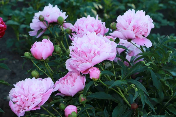 Ροζ Παιώνιες Ανθίζουν Όμορφα Στον Κήπο Royalty Free Φωτογραφίες Αρχείου