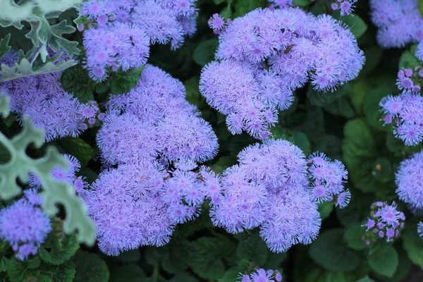 Blue Ageratum Blooms Beautifully Garden — Stockfoto