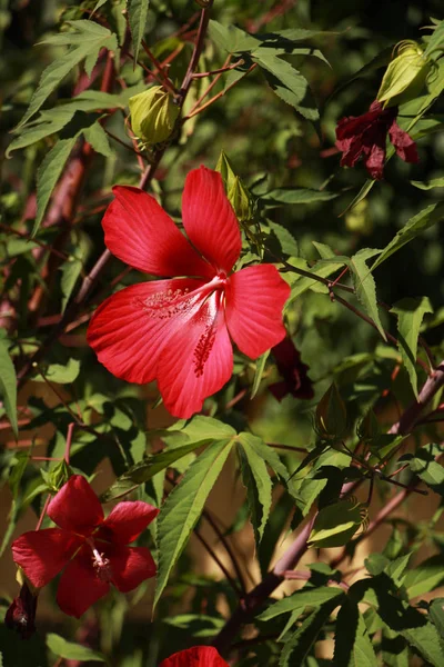 Fleur Rouge Fleurit Magnifiquement Dans Jardin — Photo