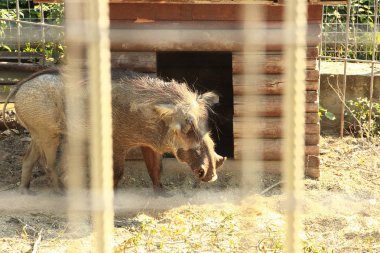 Hayvanat bahçesinde bir yaban domuzu yürüyor