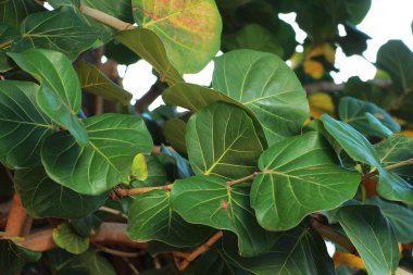 Beautiful texture of green leaves