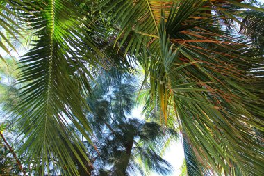 Beautiful texture of palm leaves