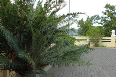 Parkta güzel bitkiler yetişir..