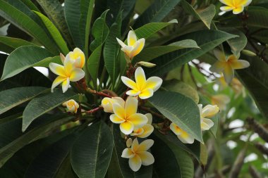 Parkta güzel çiçekler açar.