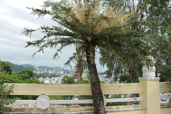 Park Wächst Eine Palme — Stockfoto