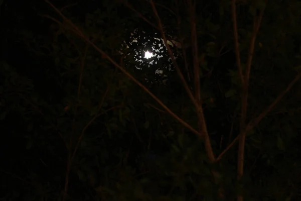 Der Mond Ist Durch Die Äste Der Bäume Sichtbar — Stockfoto